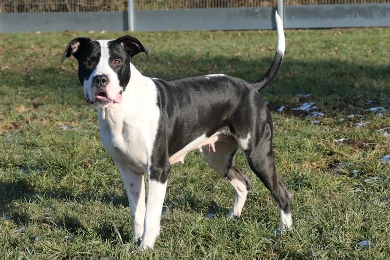 Esmé, female American Staffordshire Terrier for adoption at Tierschutzverein Reutlingen, Reutlingen — photo 3 of 4