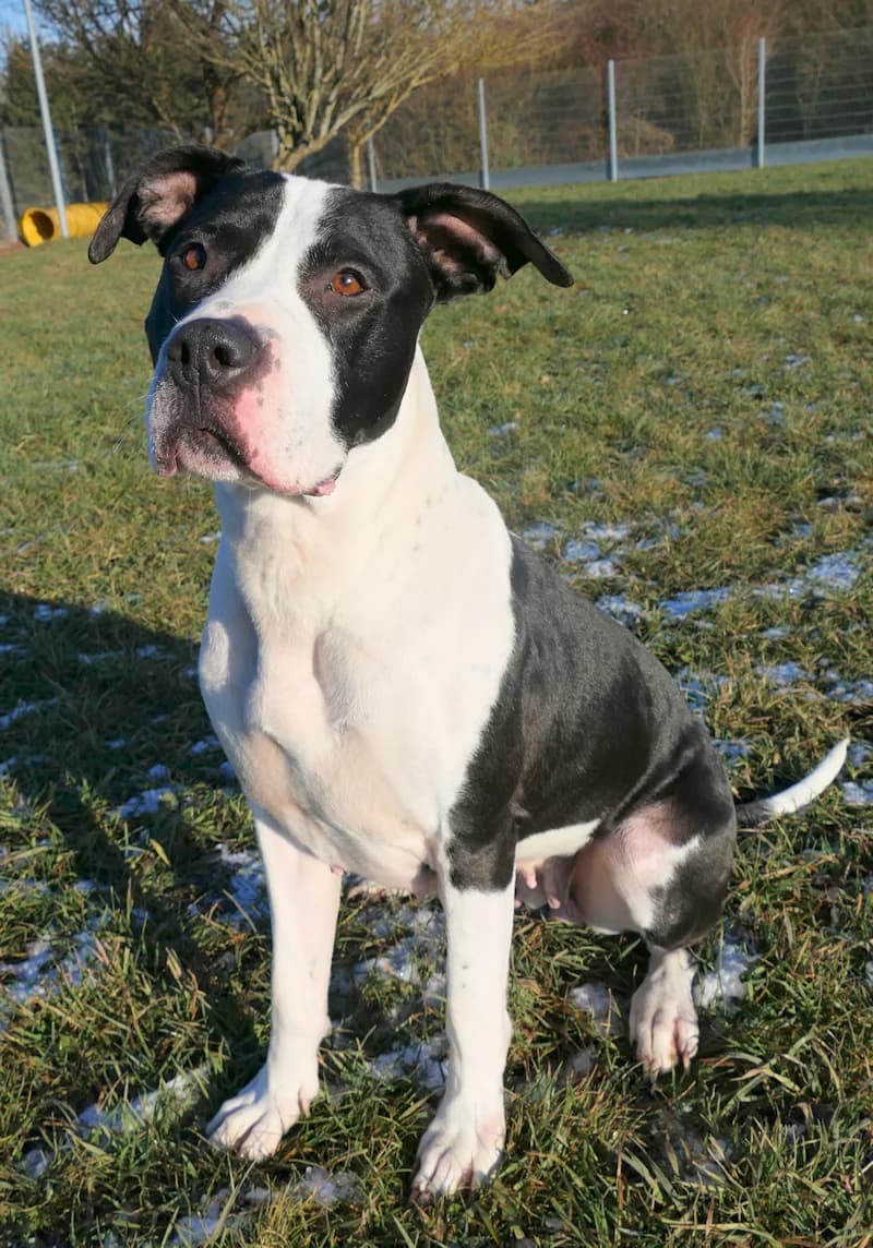Esmé, female American Staffordshire Terrier for adoption at Tierschutzverein Reutlingen, Reutlingen — photo 4 of 4