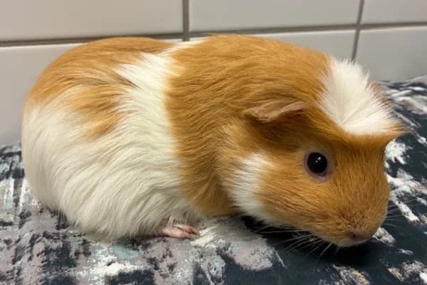 Ginny Weasley, female Mixed Breed for adoption at Tierschutzverein Reutlingen, Reutlingen