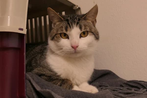 Moses & Zelda, young mixed breed for adoption at Tierschutzverein Reutlingen, Reutlingen