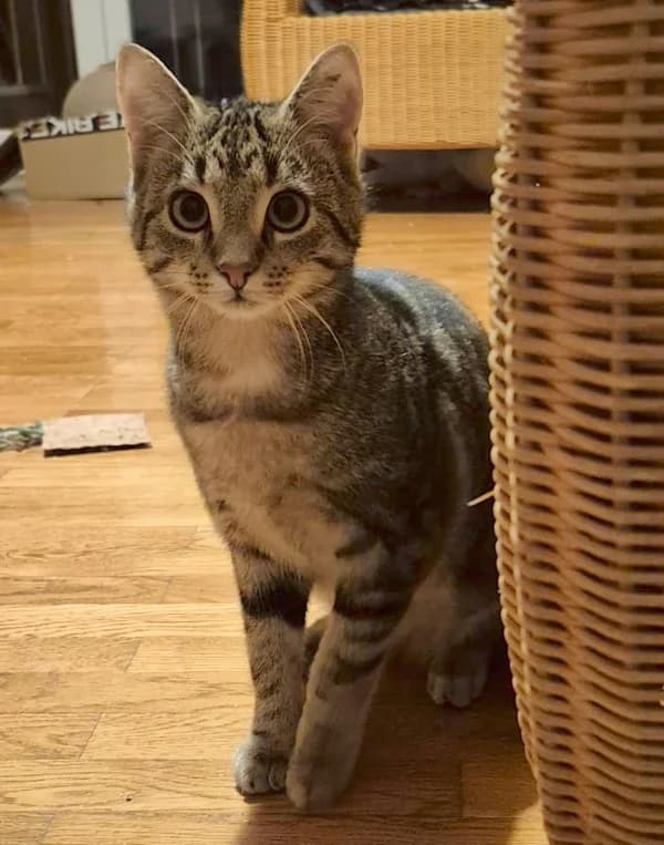 Tjara, Tindro und Beau, male mixed breed for adoption at Tierschutzverein Reutlingen, Reutlingen — photo 2 of 4