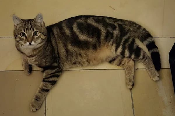 Tjara, Tindro und Beau, male mixed breed for adoption at Tierschutzverein Reutlingen, Reutlingen — photo 3 of 4