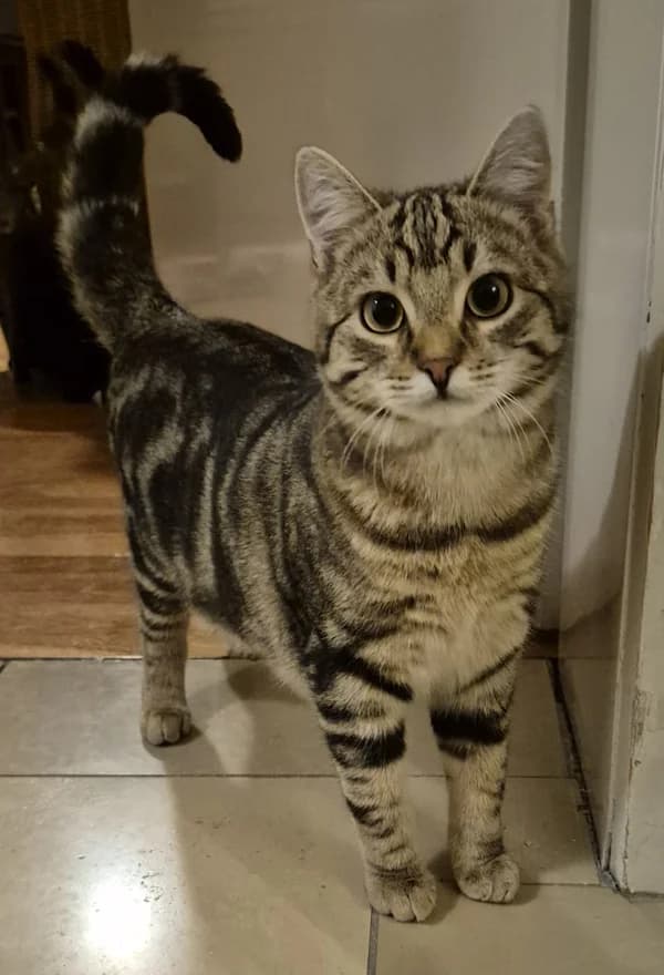 Tjara, Tindro und Beau, male mixed breed for adoption at Tierschutzverein Reutlingen, Reutlingen — photo 4 of 4