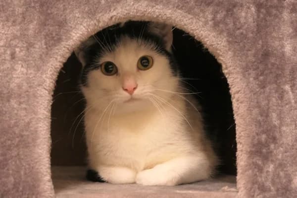 Falafel, Focaccia und Feta, male mixed breed for adoption at Tierschutzverein Reutlingen, Reutlingen — photo 2 of 3