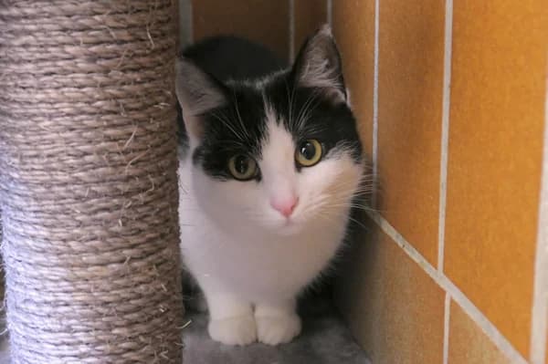 Falafel, Focaccia und Feta, male mixed breed for adoption at Tierschutzverein Reutlingen, Reutlingen — photo 3 of 3