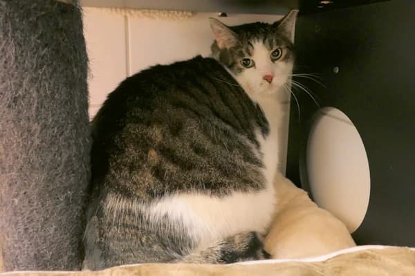 Ulf und Ulrich, male mixed breed for adoption at Tierschutzverein Reutlingen, Reutlingen