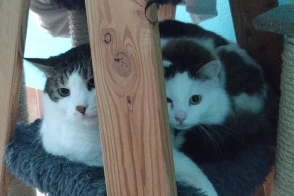 Ulf und Ulrich, male mixed breed for adoption at Tierschutzverein Reutlingen, Reutlingen — photo 2 of 3