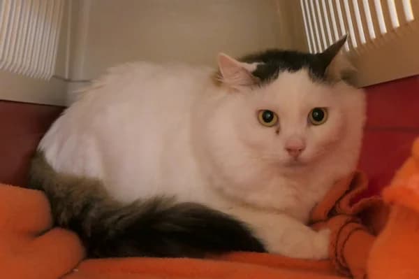 Ulf und Ulrich, male mixed breed for adoption at Tierschutzverein Reutlingen, Reutlingen — photo 3 of 3