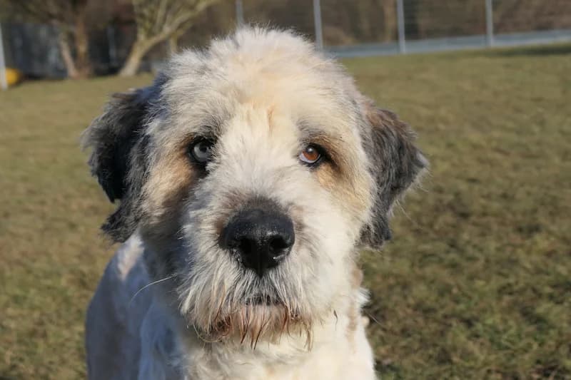 Samson, male 3yo Romanian Shepherd for adoption at Tierschutzverein Reutlingen, Reutlingen