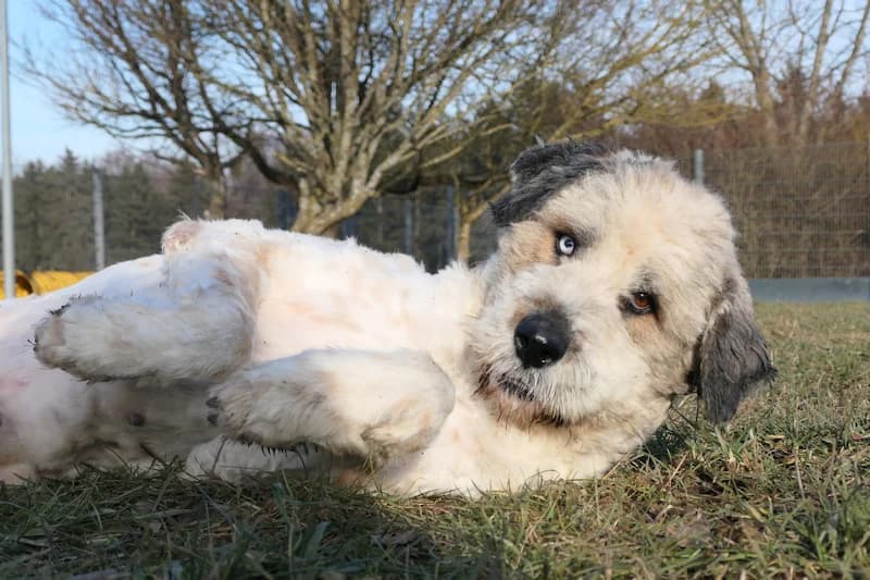 Samson, male Romanian Shepherd for adoption at Tierschutzverein Reutlingen, Reutlingen — photo 2 of 4