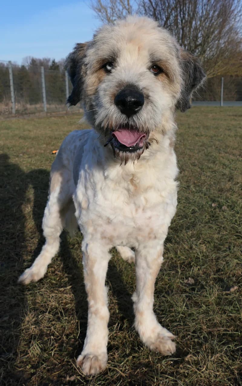 Samson, male Romanian Shepherd for adoption at Tierschutzverein Reutlingen, Reutlingen — photo 3 of 4