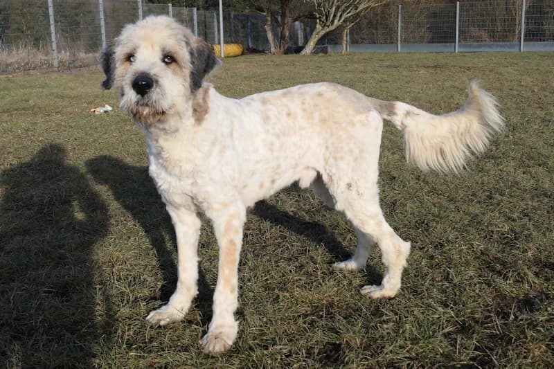Samson, male Romanian Shepherd for adoption at Tierschutzverein Reutlingen, Reutlingen — photo 4 of 4