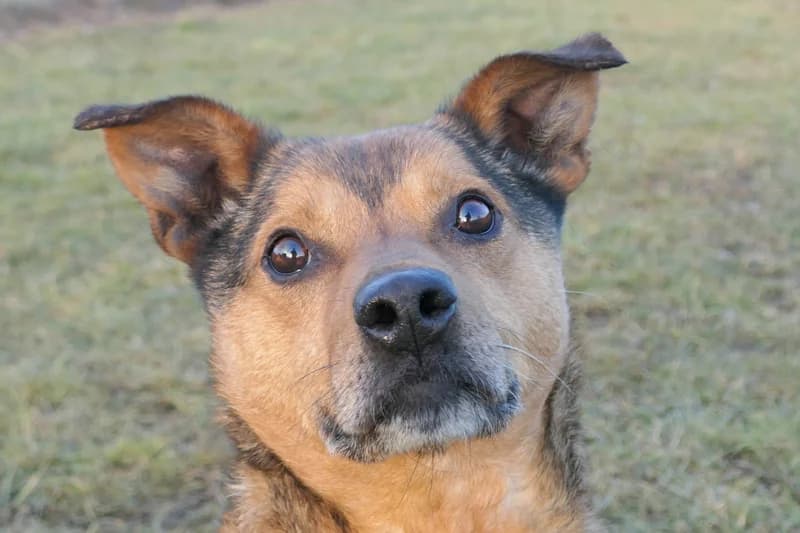 Jonathan, male young Mixed Breed for adoption at Tierschutzverein Reutlingen, Reutlingen