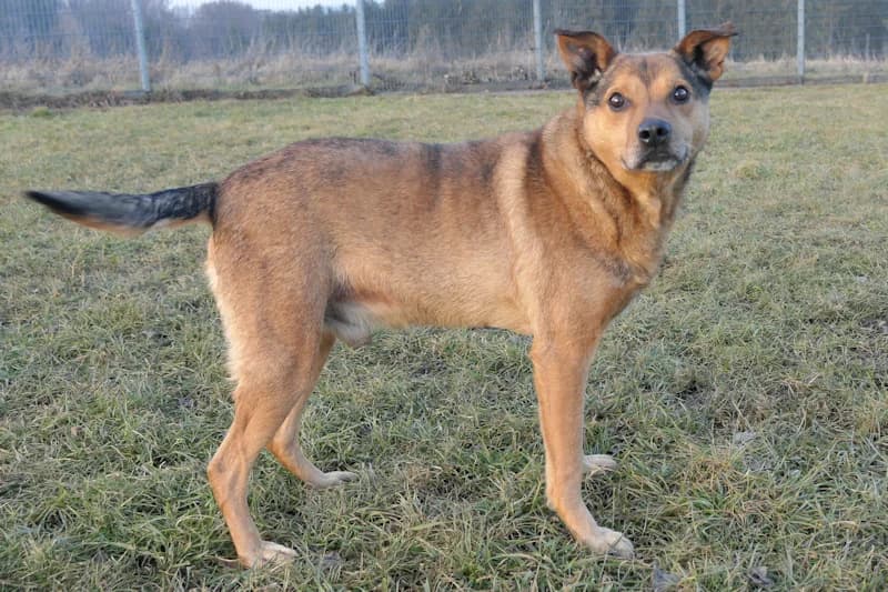 Jonathan, male Mixed Breed for adoption at Tierschutzverein Reutlingen, Reutlingen — photo 2 of 4