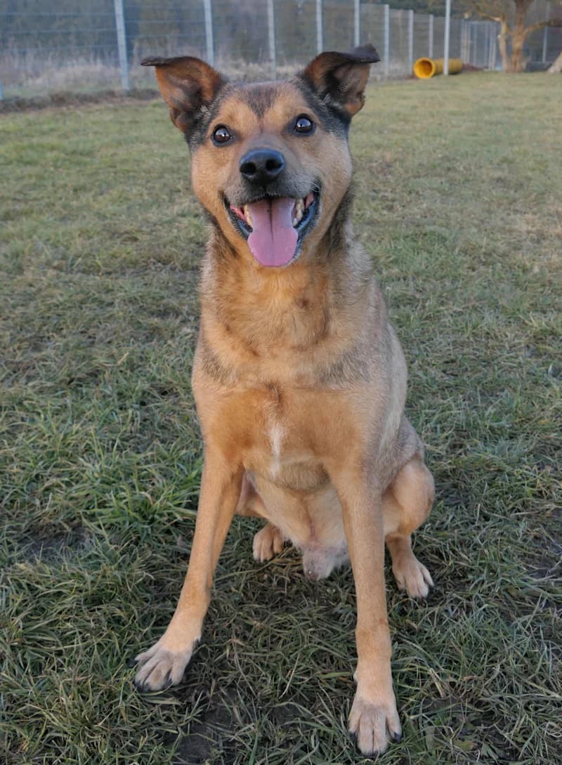 Jonathan, male Mixed Breed for adoption at Tierschutzverein Reutlingen, Reutlingen — photo 3 of 4