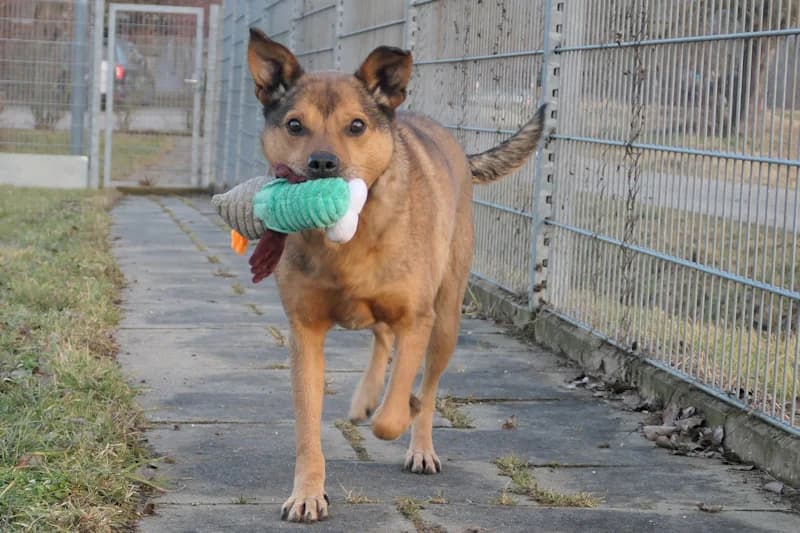 Jonathan, male Mixed Breed for adoption at Tierschutzverein Reutlingen, Reutlingen — photo 4 of 4