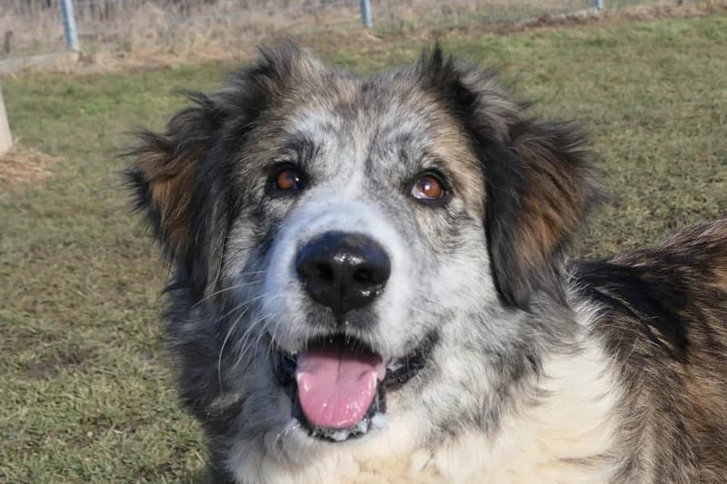Marla, female 5yo Mixed Breed for adoption at Tierschutzverein Reutlingen, Reutlingen