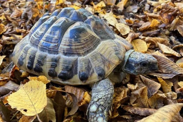 Amelia Bones, female Mixed Breed for adoption at Tierschutzverein Reutlingen, Reutlingen