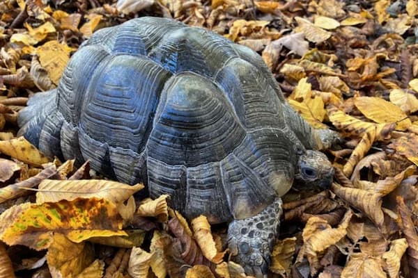 Gregorovitch, male Mixed Breed for adoption at Tierschutzverein Reutlingen, Reutlingen