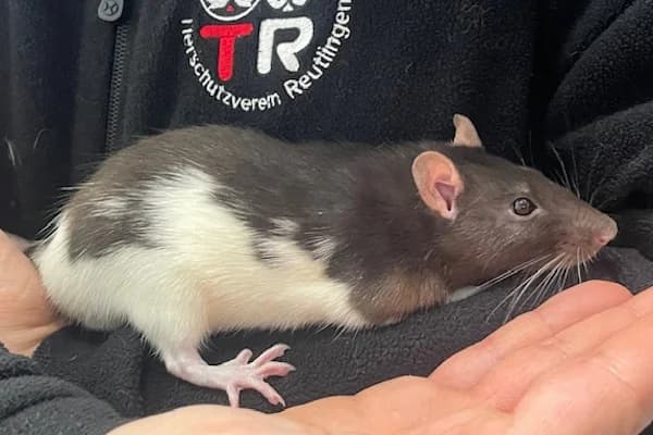 Vinda Rosier, female Mixed Breed for adoption at Tierschutzverein Reutlingen, Reutlingen