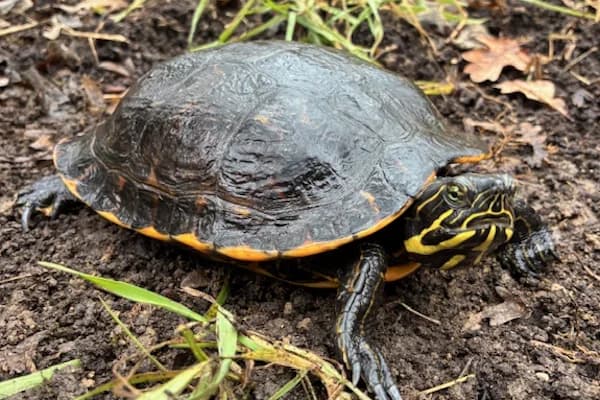 Bogrod,  Mixed Breed for adoption at Tierschutzverein Reutlingen, Reutlingen