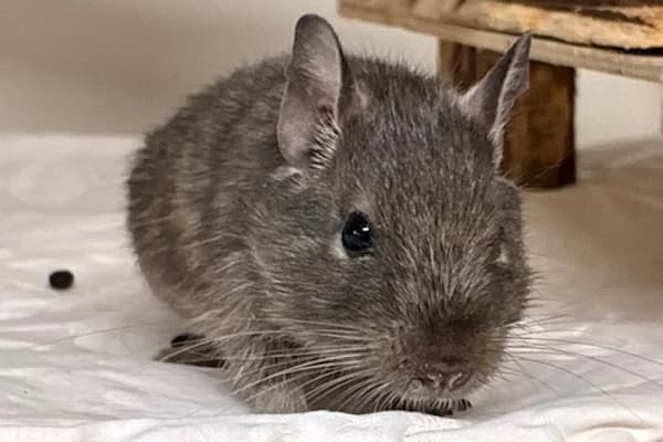 Frank Doyle, grau male Mixed Breed for adoption at Tierschutzverein Reutlingen, Reutlingen