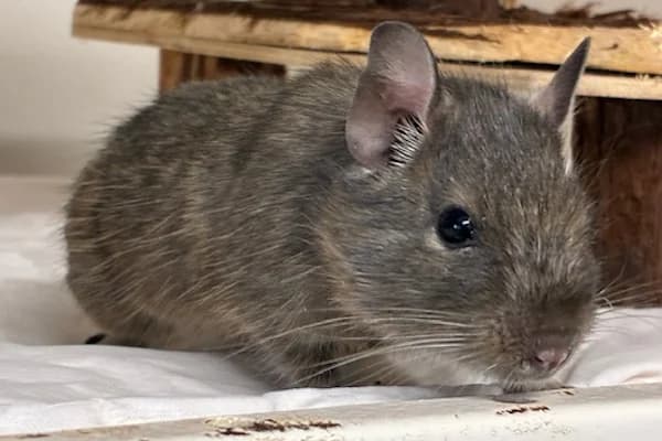 Frank Doyle, male Mixed Breed for adoption at Tierschutzverein Reutlingen, Reutlingen — photo 2 of 3