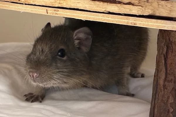 Frank Doyle, male Mixed Breed for adoption at Tierschutzverein Reutlingen, Reutlingen — photo 3 of 3