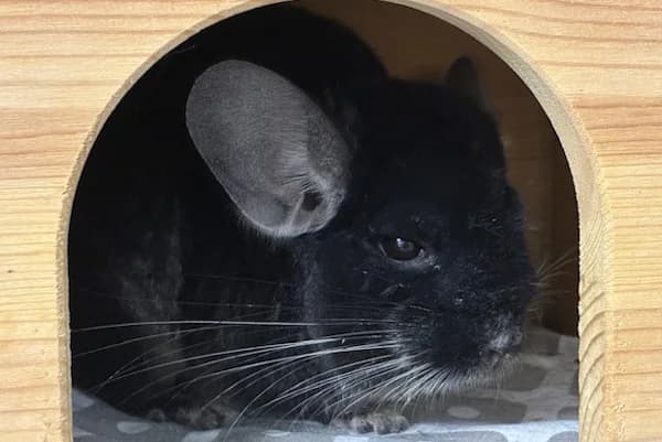 Hanaku, male Mixed Breed for adoption at Tierschutzverein Reutlingen, Reutlingen