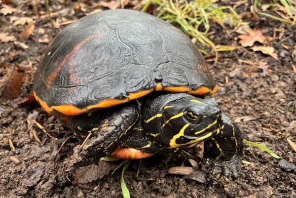 Henrietta Fischer, female Mixed Breed for adoption at Tierschutzverein Reutlingen, Reutlingen