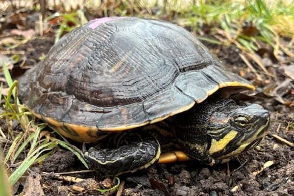 Liu Tao, female Mixed Breed for adoption at Tierschutzverein Reutlingen, Reutlingen