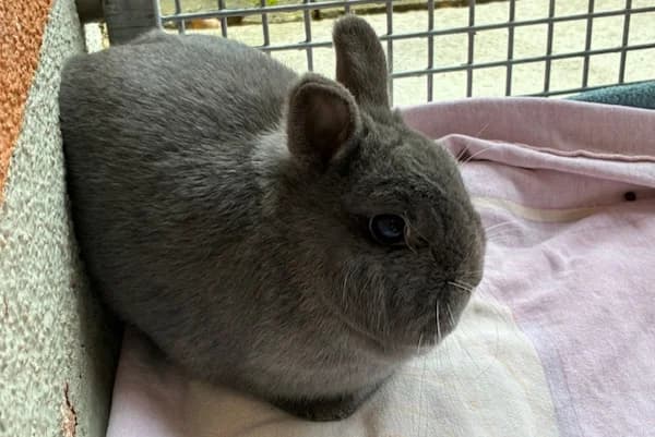 Miss Norris, grau female Mixed Breed for adoption at Tierschutzverein Reutlingen, Reutlingen