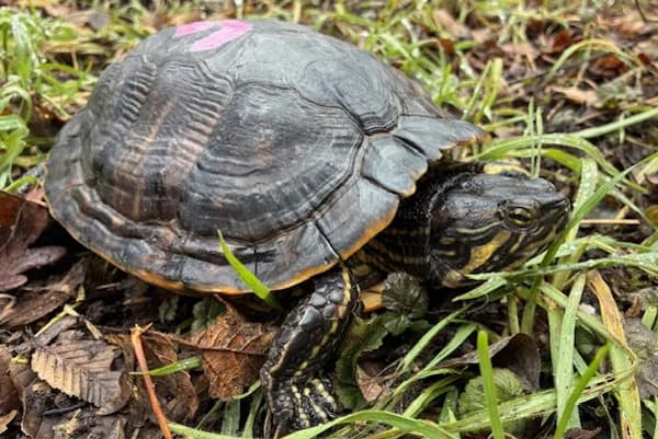Sally, female Mixed Breed for adoption at Tierschutzverein Reutlingen, Reutlingen