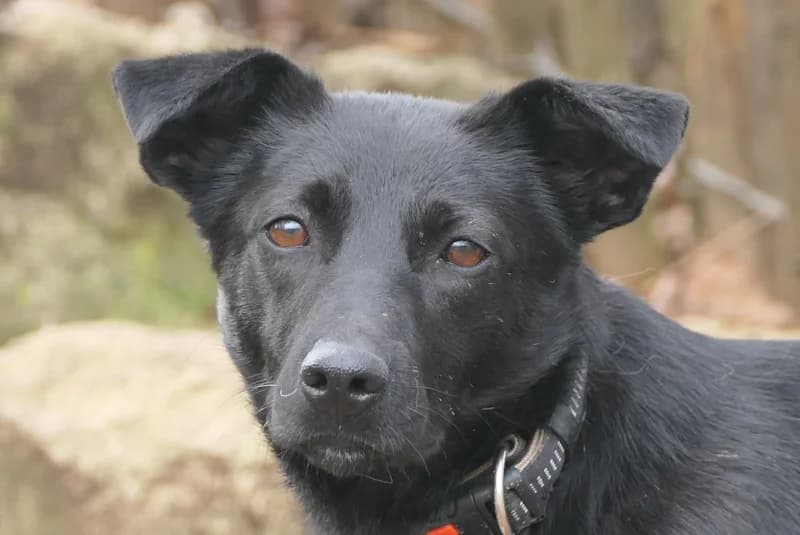 Mika, female Mixed Breed for adoption at Tierschutzverein Reutlingen, Reutlingen