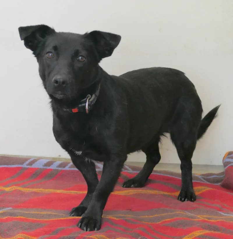 Mika, female Mixed Breed for adoption at Tierschutzverein Reutlingen, Reutlingen — photo 2 of 4