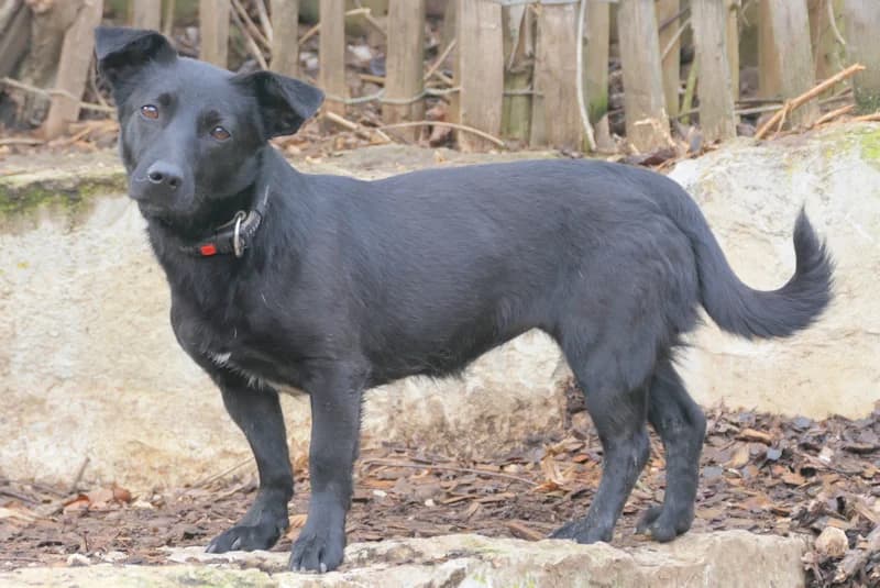 Mika, female Mixed Breed for adoption at Tierschutzverein Reutlingen, Reutlingen — photo 4 of 4