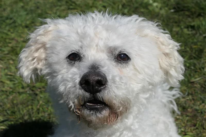 Pamuk, male Maltese for adoption at Tierschutzverein Reutlingen, Reutlingen