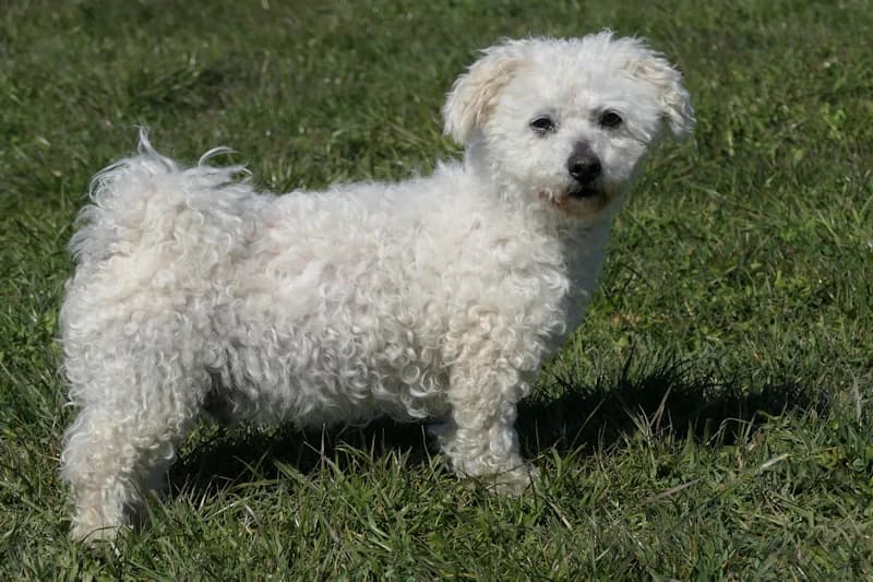 Pamuk, male Maltese for adoption at Tierschutzverein Reutlingen, Reutlingen — photo 2 of 4