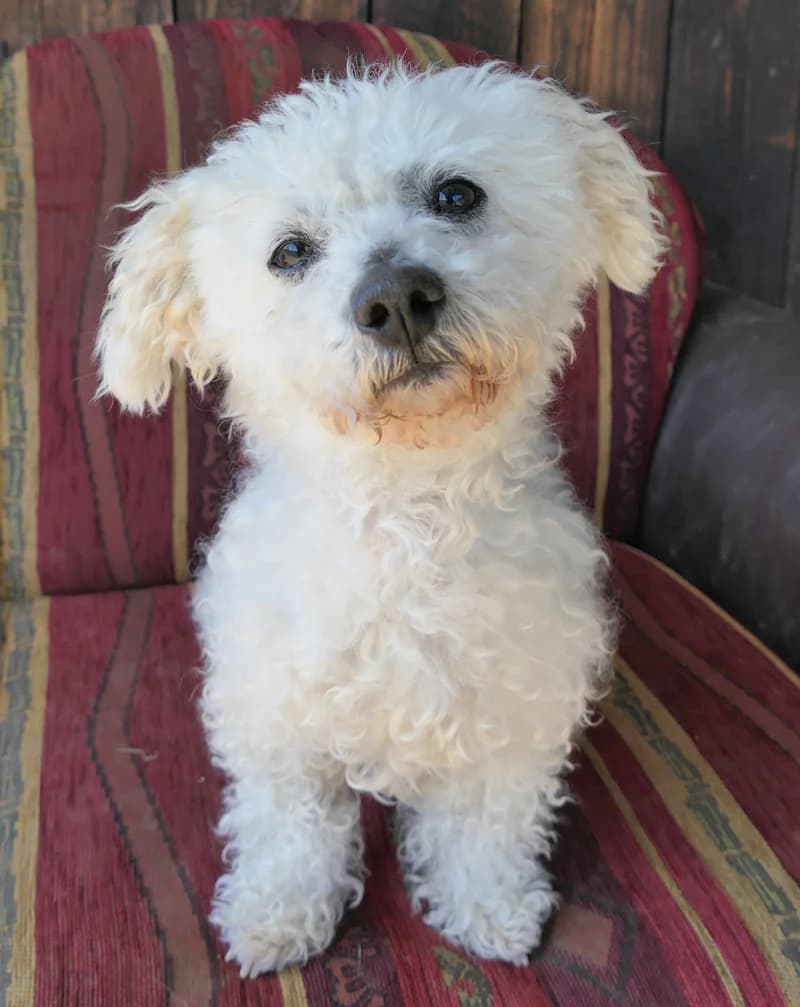 Pamuk, male Maltese for adoption at Tierschutzverein Reutlingen, Reutlingen — photo 3 of 4