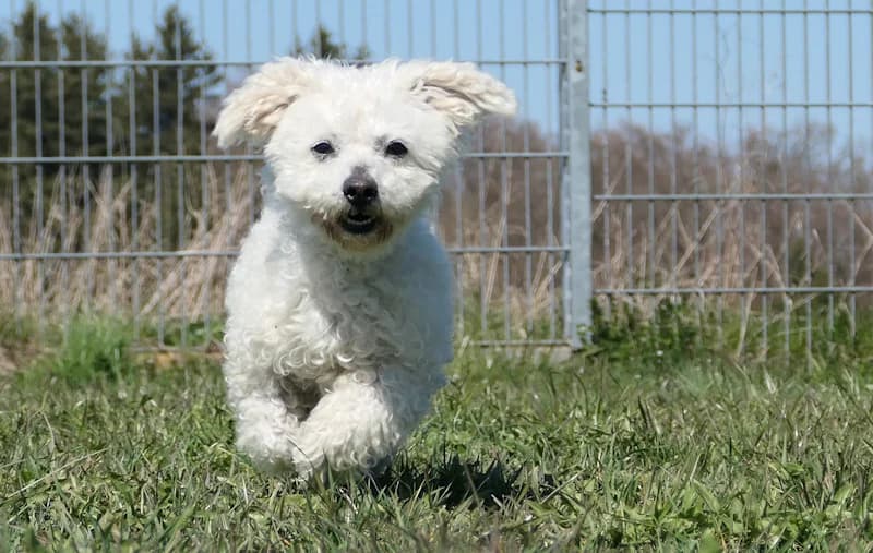 Pamuk, male Maltese for adoption at Tierschutzverein Reutlingen, Reutlingen — photo 4 of 4