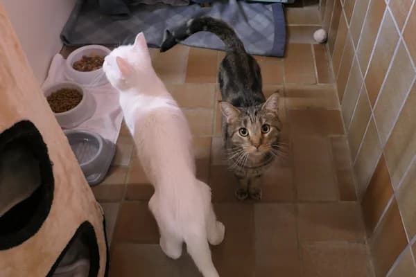 Korfu und Kos, male mixed breed for adoption at Tierschutzverein Reutlingen, Reutlingen