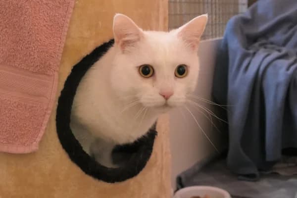 Korfu und Kos, male mixed breed for adoption at Tierschutzverein Reutlingen, Reutlingen — photo 2 of 4