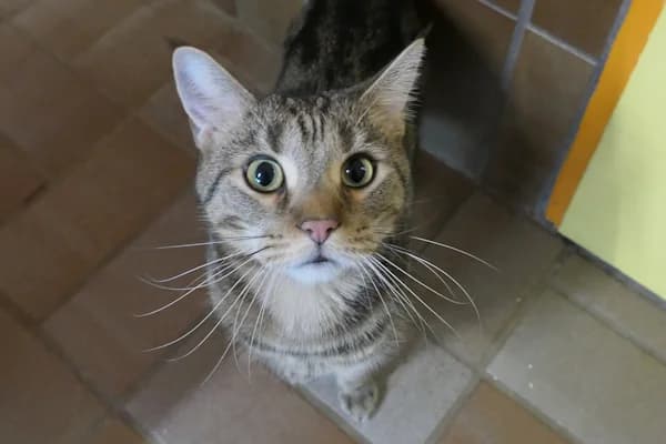 Korfu und Kos, male mixed breed for adoption at Tierschutzverein Reutlingen, Reutlingen — photo 3 of 4