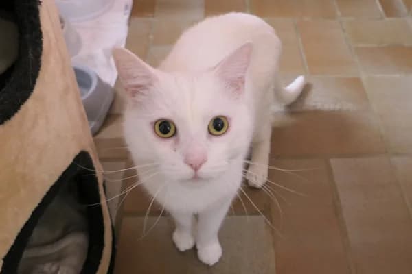 Korfu und Kos, male mixed breed for adoption at Tierschutzverein Reutlingen, Reutlingen — photo 4 of 4