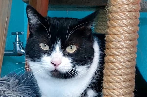 Belina, female mixed breed for adoption at Tierschutzverein Reutlingen, Reutlingen