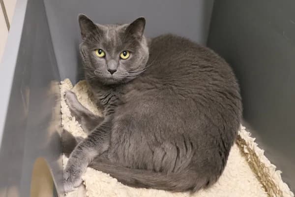Laurence, male British Shorthair for adoption at Tierschutzverein Reutlingen, Reutlingen