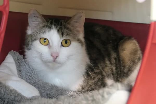 Smartie, female young mixed breed for adoption at Tierschutzverein Reutlingen, Reutlingen