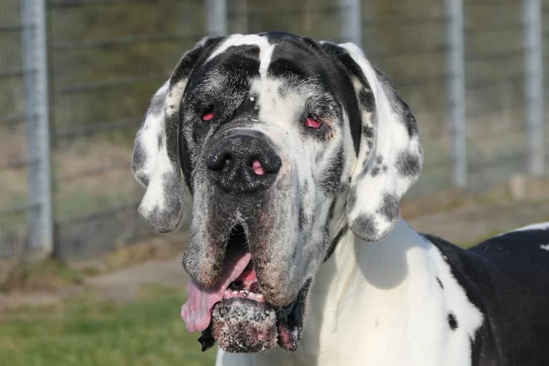 Ramazotti, male 4yo Great Dane for adoption at Tierschutzverein Reutlingen, Reutlingen