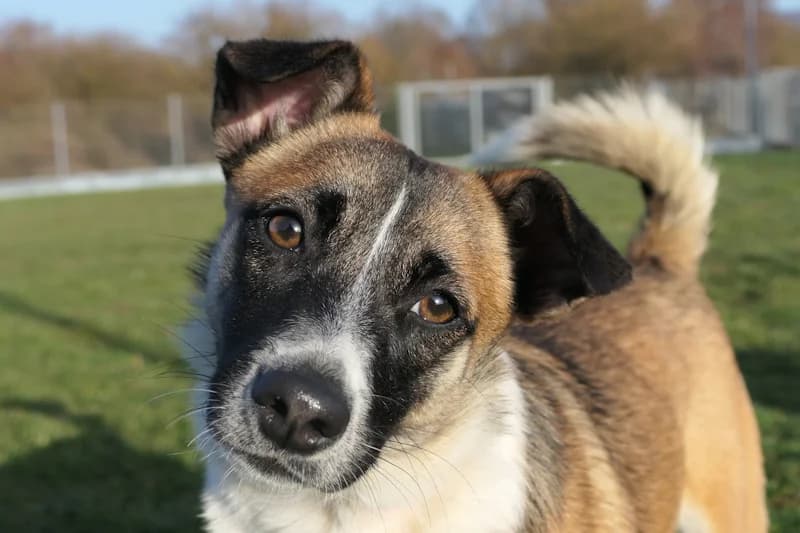 Amelia, female young Mixed Breed for adoption at Tierschutzverein Reutlingen, Reutlingen