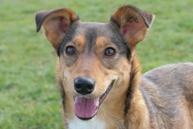 Ginger, female young Mixed Breed for adoption at Tierschutzverein Reutlingen, Reutlingen